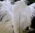 Import Ostrich Feathers for sale from South Africa