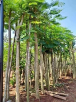natural plants from Indonesia