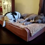Laifug Orthopedic Memory Foam Extra Large Dog Bed Pillow(50