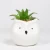 2020 HOT Custom Muti-Color Owl Ceramic Potted Artificial Succulent Plants wholesale