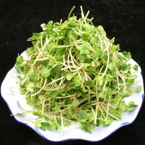2021 Natural Organic Seeds, Radish Seeds, Microgreens Seeds For Sowing