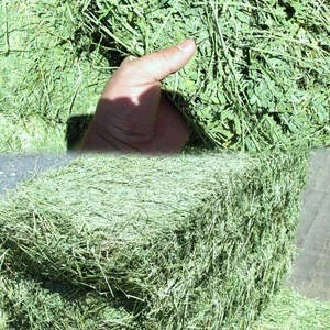 Alfafa Hay for Animal Feeding Stuff Alfalfa ,hay/alfalfa hay,Premium Grade Alfalfa Hay
