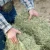 Import Alfalfa hay ,Lucerne hay,Alfalfa Hay Cubes and Bales from Austria