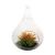 Import Artificial Succulent  plants wholesale artificial ornamental plants in glass jar pot for Decoration from China
