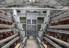 automat poultry chicken layer farm battery cage/cages equip/equipment price broiler feeding system broiler poultry farm equip