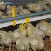 Automatic poultry battery cage watering system feeders and drinkers for chickens in kenya