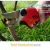 Import battery powered pruning shears from China