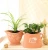Import Beautiful design 9inch terracotta planter pots wholesale from China