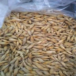 Best Barley For Animal Feed and Human