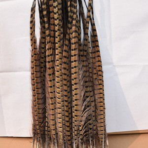 Best Large size Selling Cheapest 50-55cm Ringneck Pheasant Feather on stock
