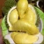 Import Best Quality Fresh /Frozen Durian From South Africa from South Africa