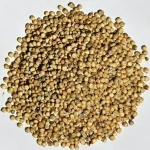 Best Selling Premium Wholesale Bird Feed Seeds Of Ukrainian origin White Sorghum for Birds Food Shopping Online