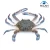 Import Best Wholesale MiCAN Good Price Seafood Fresh Frozen Blue Flower Crab From Malaysia from China