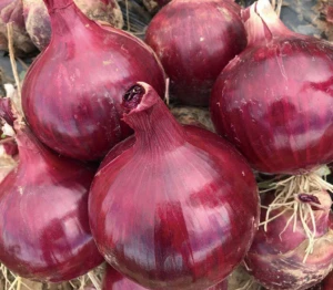 Big Onions / Red Onions / Fresh Onions Exporter