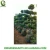 Import big size bonsai Ficus microcarpa from China