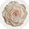 Big Size Preserved Rose Flower Real Touch Giant Preserved Fresh Roses