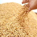 Certified Organic Soybeans with High Protien .
