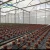 Import Cheap and Easy Intall Plastic Film Greenhouse Poly Film Greenhouse from China