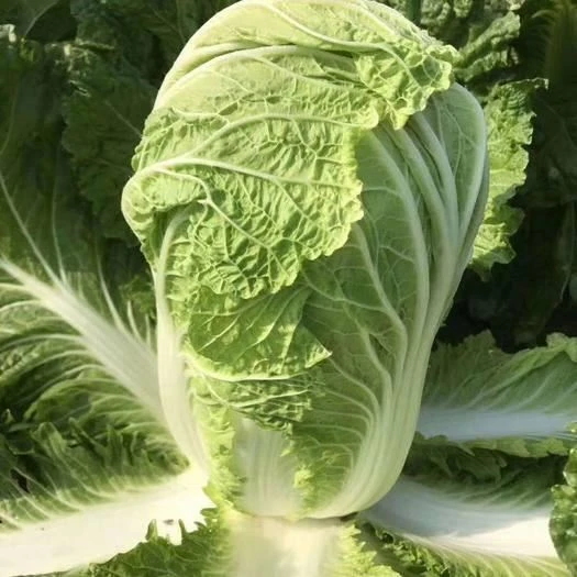 China Supply Fresh Round White Cabbage For Sale