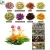 Import Chinese Cheap Mini Lily Fairy Primula Strawberry Peach Jasmine Herbal Glass Teapot Blooming Tea Flower Blossom buds tea Balls from China