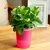 Import Chinese factory lazy self watering wholesale mini plastic indoor herb containers flower plant pots from China