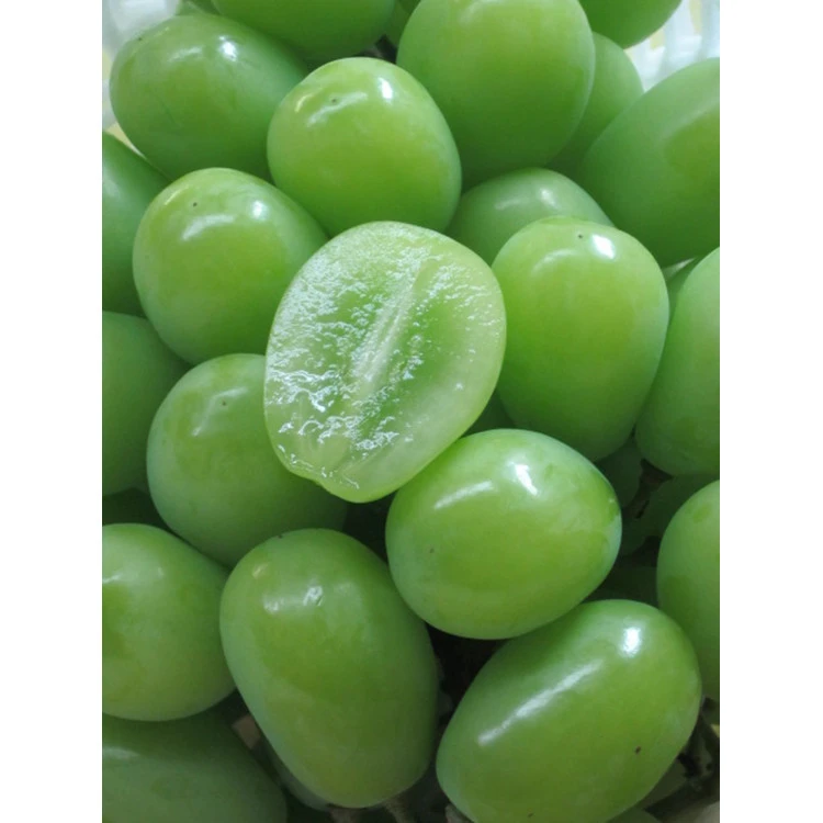 Dainichi seika bulk export very sweet fresh grapes with high quality