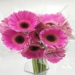Decorative Fresh Cut Flower Gerberas For Wedding Flower