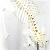 ENOVO-12361-1, Medical Science Flexible Skeleton Life-size 170cm Medical Anatomical Skeleton Models