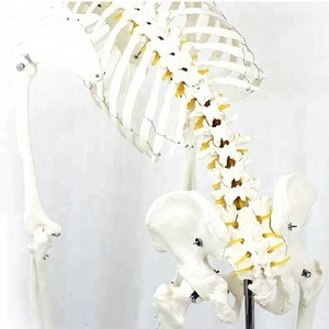 ENOVO-12361-1, Medical Science Flexible Skeleton Life-size 170cm Medical Anatomical Skeleton Models