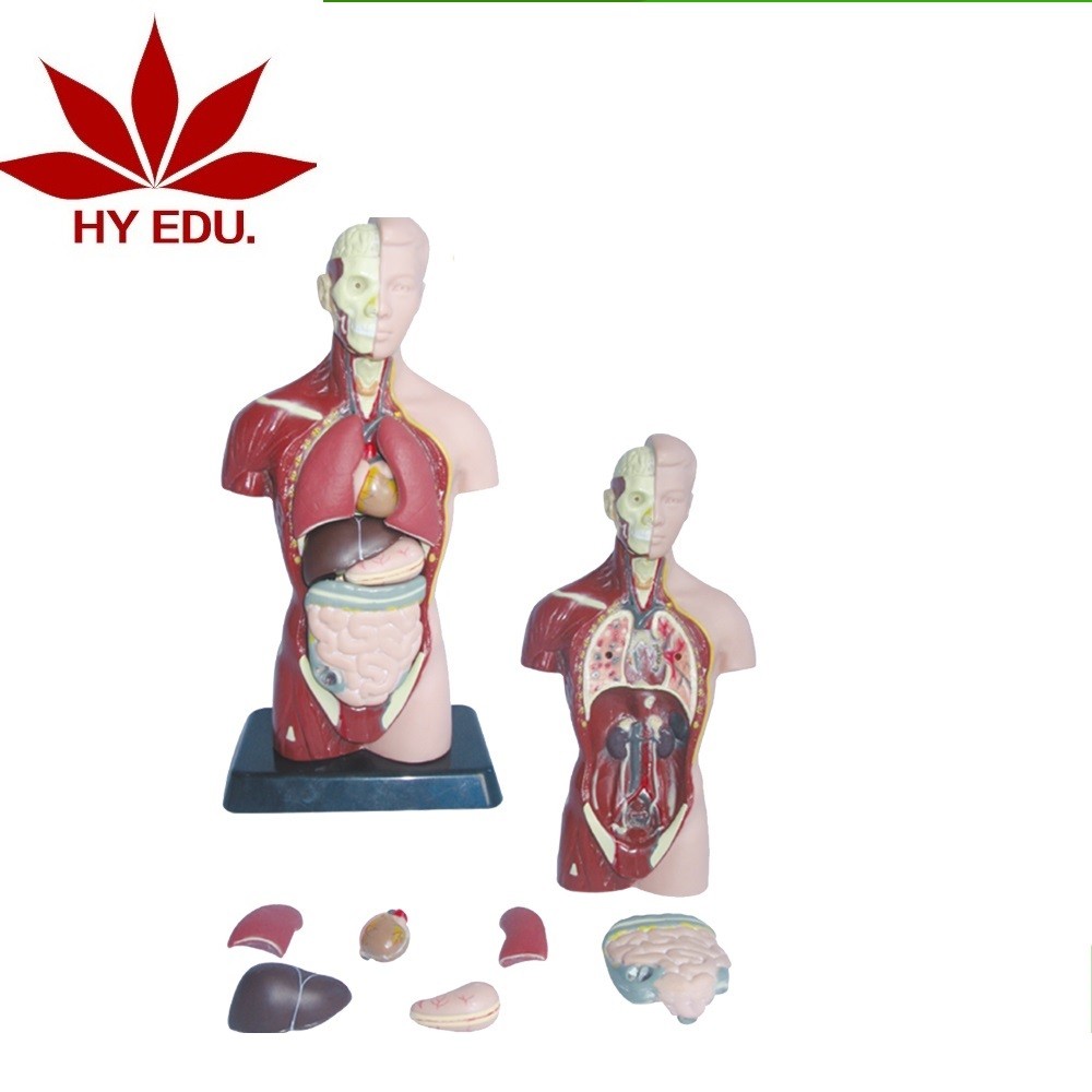 Factory direct 24 parts Medical Science Subject human body model