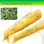 Factory Supplying Fresh Burdock Root Extract Powder