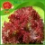 Import farm selling red leaf lettuce romaine type no pest leaf vegetables from China