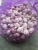 Import First Grade Fresh garlic/Normal White Garlic/Pure White Garlic for sale from United Kingdom