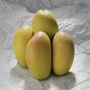 Fresh Alphonso Mangoes Exporters in India