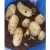 Import Fresh Big Potato Organic White Potato Yellow Potato from Egypt