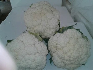 fresh cauliflower high quality