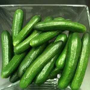 Fresh Cucumber/Frozen Cucumber