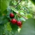 Import Fresh Delicious Cherries from South Africa