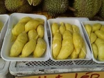 FRESH DURIAN from thailand and vietnam