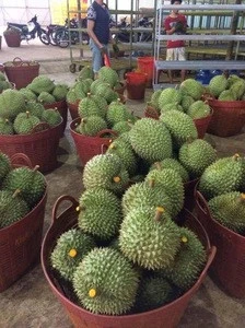 FRESH DURIAN FRUIT FOR SALE (Ms. Holiday)