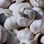 Import Fresh Garlic from China