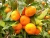 Import Fresh Mandarin From Turkey from Republic of Türkiye