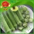 Import FRESH OKRA ON SALE from China