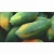 Import Fresh Papaya / Papaya Fruit Price / Fresh Papaya Fruit from Canada