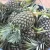 Import Fresh pineapple from Thailand from Thailand