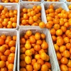 Fresh Style and Citrus Fruit Product Type Mandarin / Orange