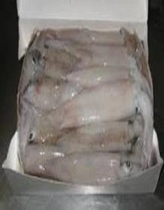 Fresh Whole Squid/Frozen Illex squid egg