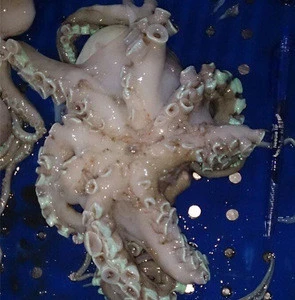 frozen sea fish cuttlefish