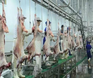 Good Price High Efficiency Poultry Slaughter Processing Line