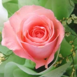 Grade A fresh cut flower importers